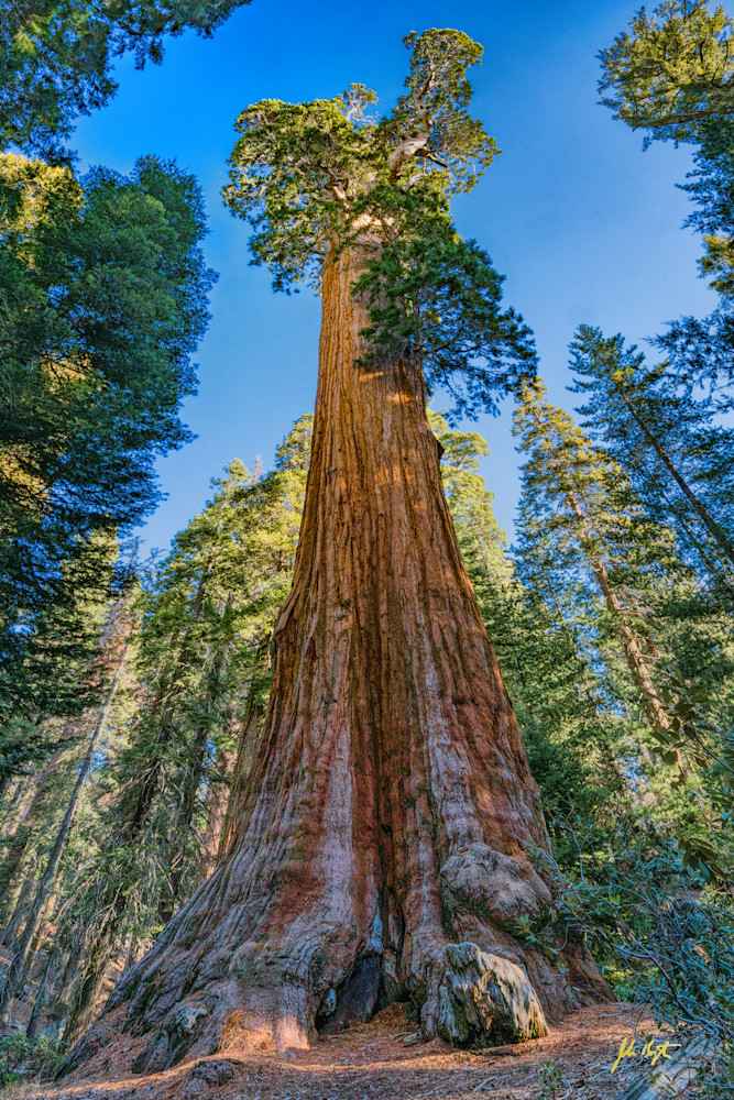 General Grant Giant Sequoia No. 1 Photography Art | John Kennington Photography