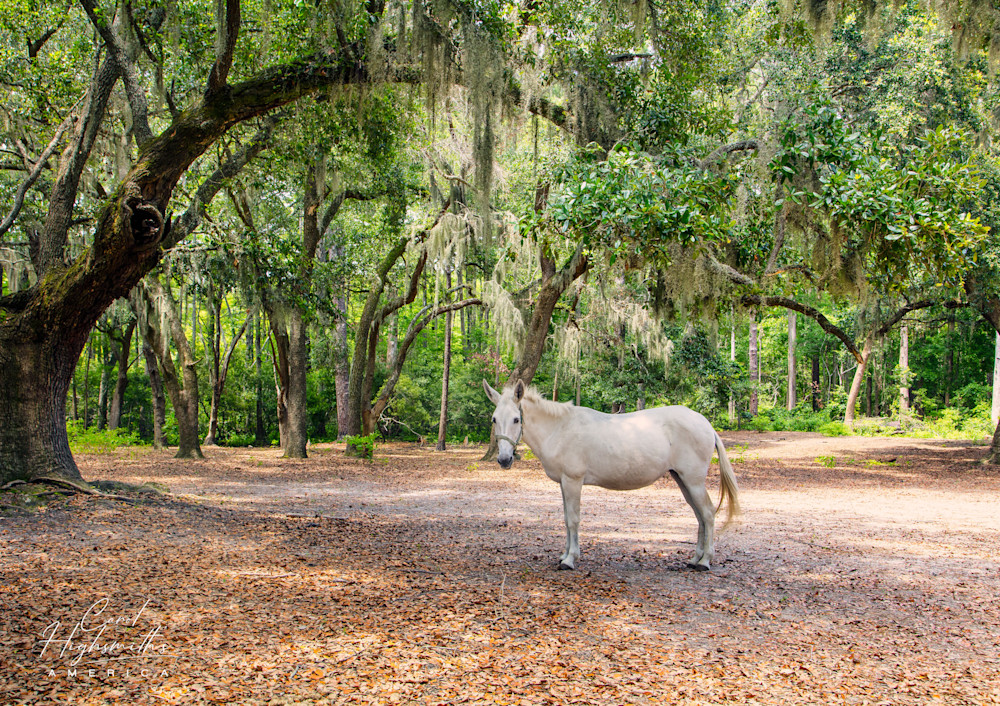 Horse on the Lowcountry Trail at Brookgreen Gardens, a vast complex of sculpture gardens, ecosystem trails, a wildlife preserve and a small zoo on four former rice plantations in Murrells Inlet, South Carolina.  This is a Carolina Marsh Tacky horse,