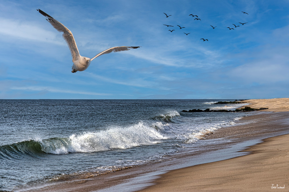 Beach Spirit incarnate the seagull