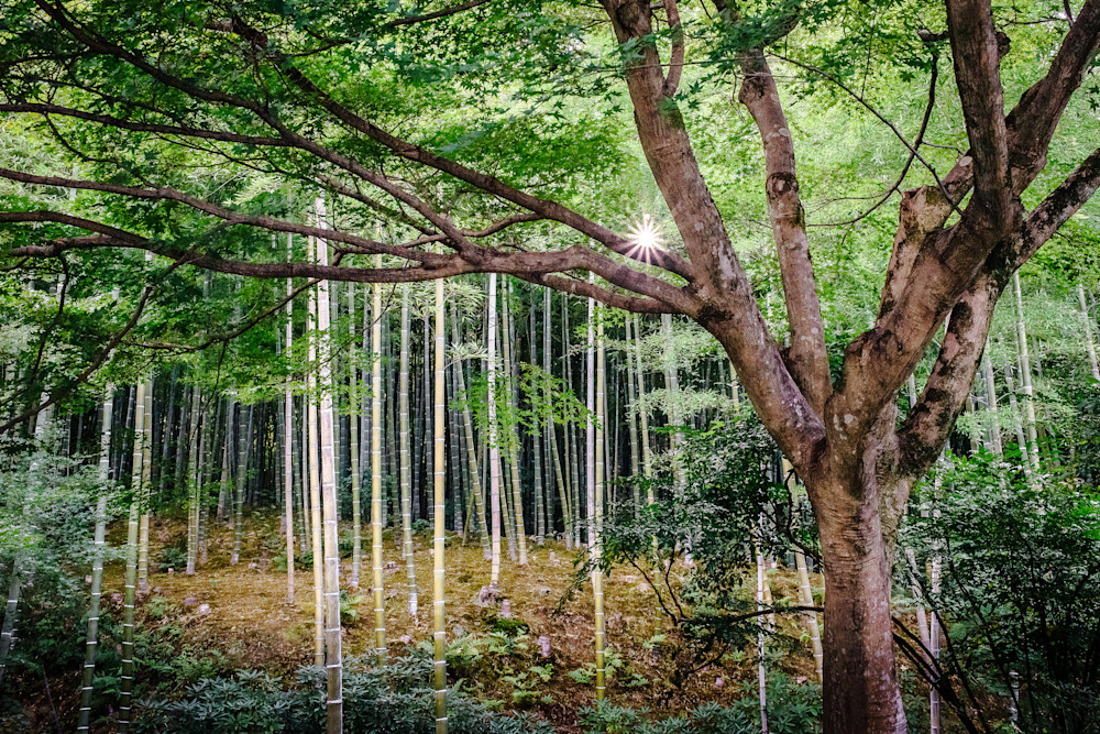 Bamboo Forest. Kyoto, Japan Photography Art | Kelley Dallas Photography
