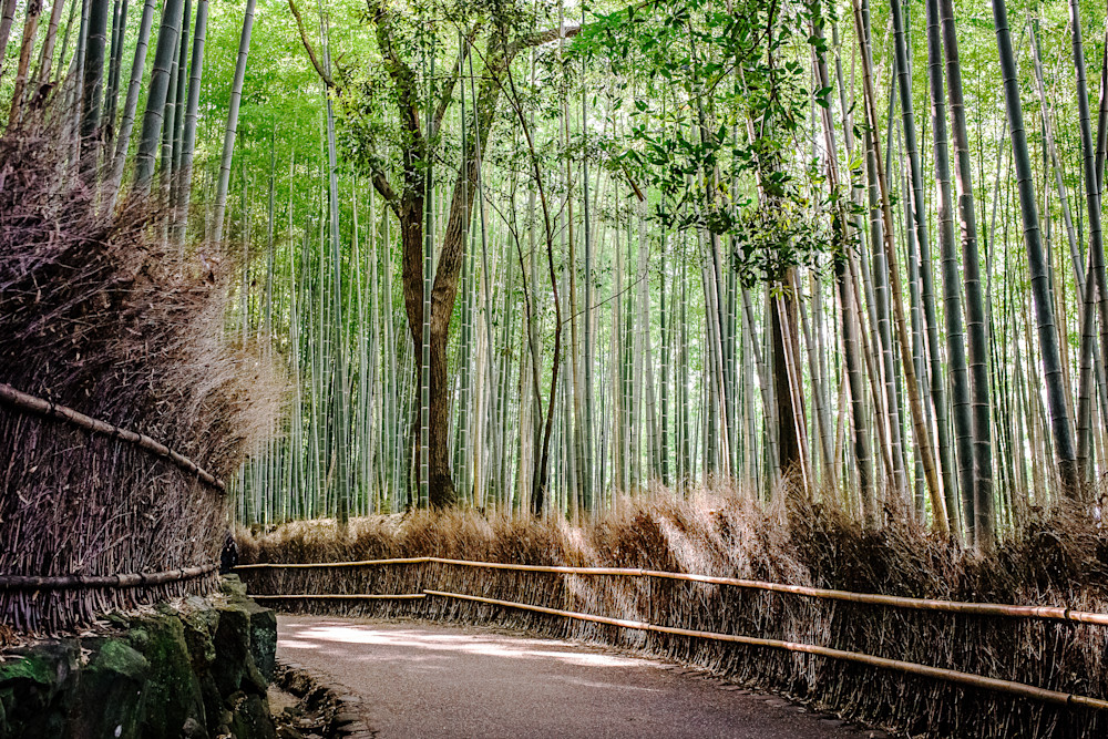 Arashiyama Bamboo Grove. Kyoto, Japan Photography Art | Kelley Dallas Photography