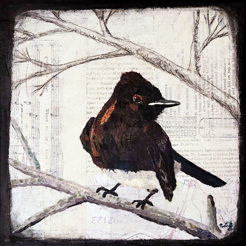 Backyard Birds: Black Phoebe Art | Poppyfish Studio