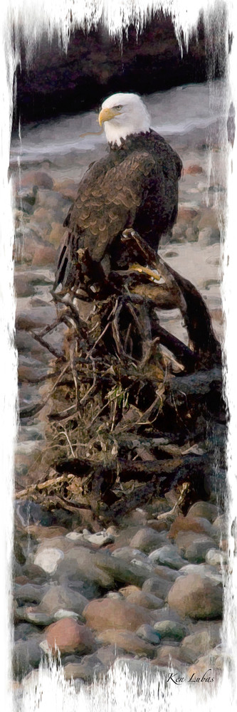 Sentry Photography Art | Art Beyond Control