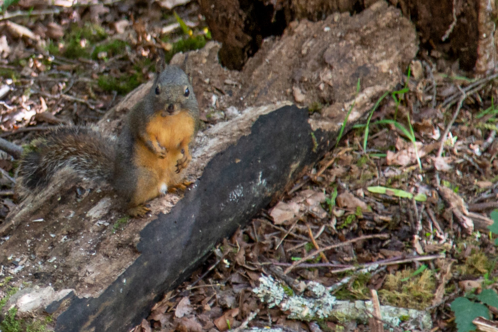Minnie The Douglas Pine Squirrel Photography Art | Moonstruck Photographic Images