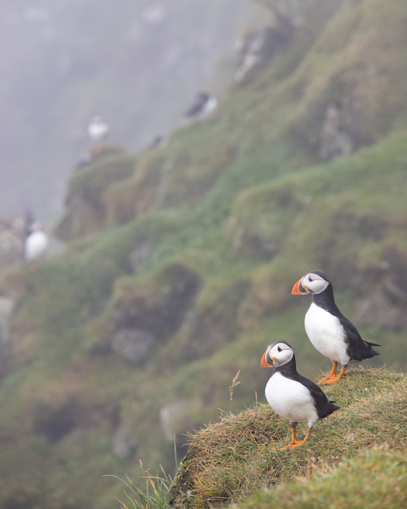 Mykines, the Puffin Island, Faroe Islands | Landscape Photography | Tim Truby