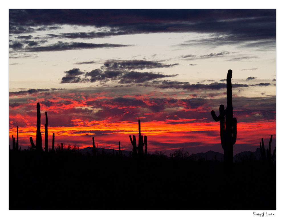 Saguaros At Sunset Art | TC Gallery