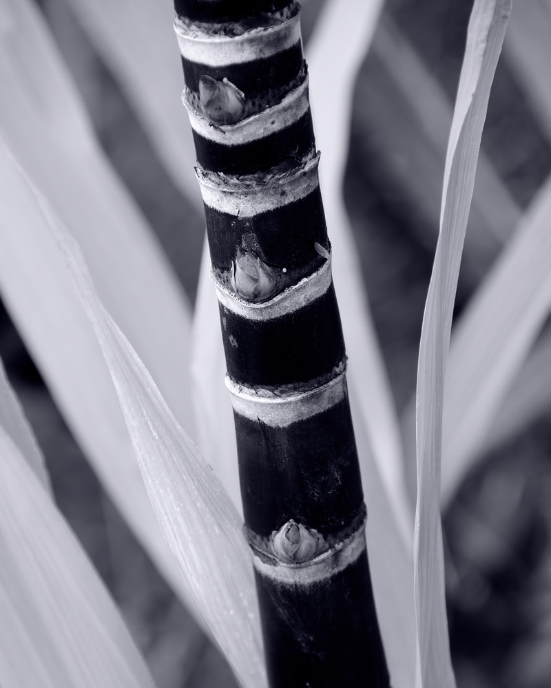 Bamboo 1