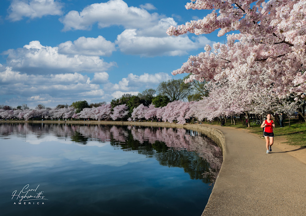 Jogger on a path along the Potomac River Tidal Basin during Washington's spring Cherry Blossom Festival.