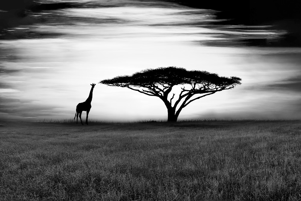 Harv Greenberg Photography - Serengeti II