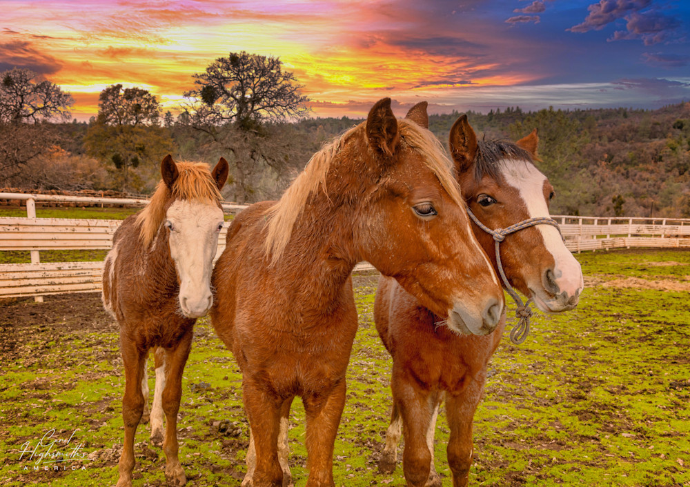 Horses In A Sanctuary In Northern California Art | Carol Highsmith America, LLC