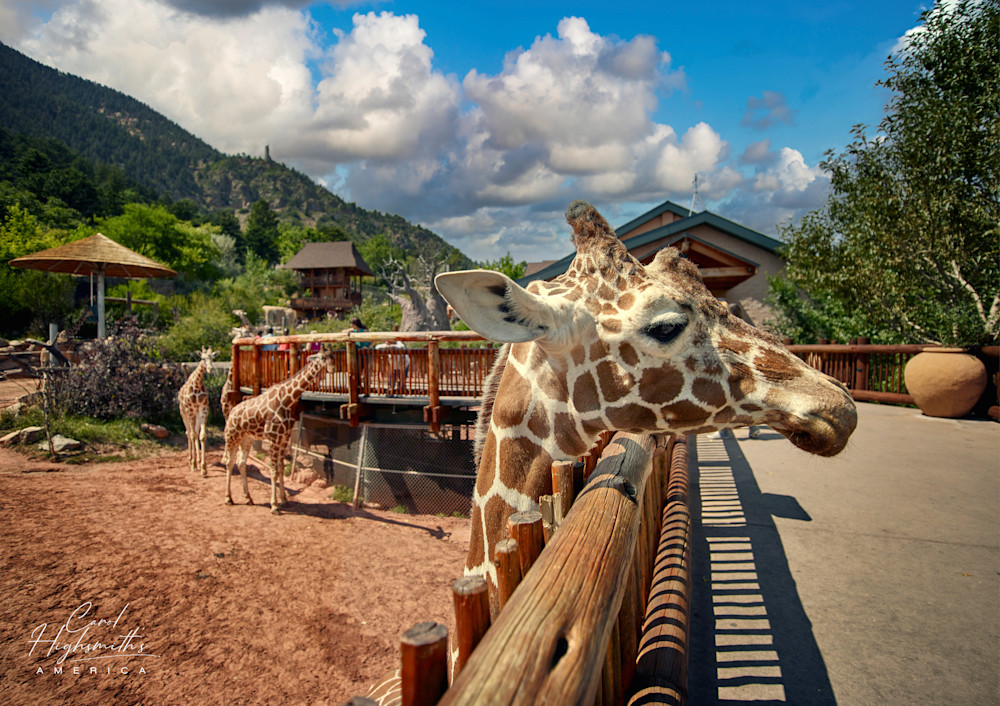 One rarely gets to go eye-to-eye with a giraffe, but it's possible at the Cheyenne Mountain Zoo in Colorado Springs, Colorado.  The zoo's giraffe breeding program is the most prolific in the world.  There is even a Web cam (online camera view) for g