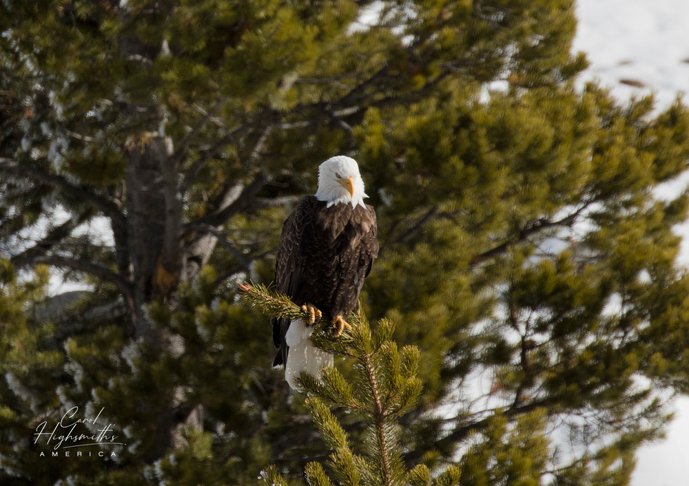 A young bald eagle surveys the world below in the vast Wyoming portion of Yellowstone National Park.  America's first national park also extends somewhat into Idaho and Montana.  This bird, often depicted as a symbol of America, is (as you can see) 