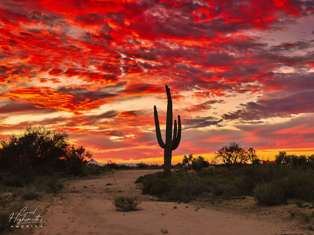 Sunset silhouettes a saguaro cactus in the Sonoran Desert, near Marana, north of Tucson, Arizona.