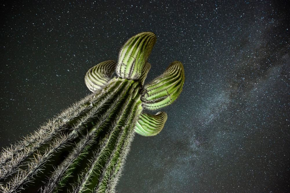 Saguaro and the Stars