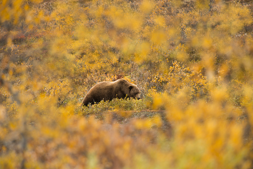 Brown Bear and Fall Foliage