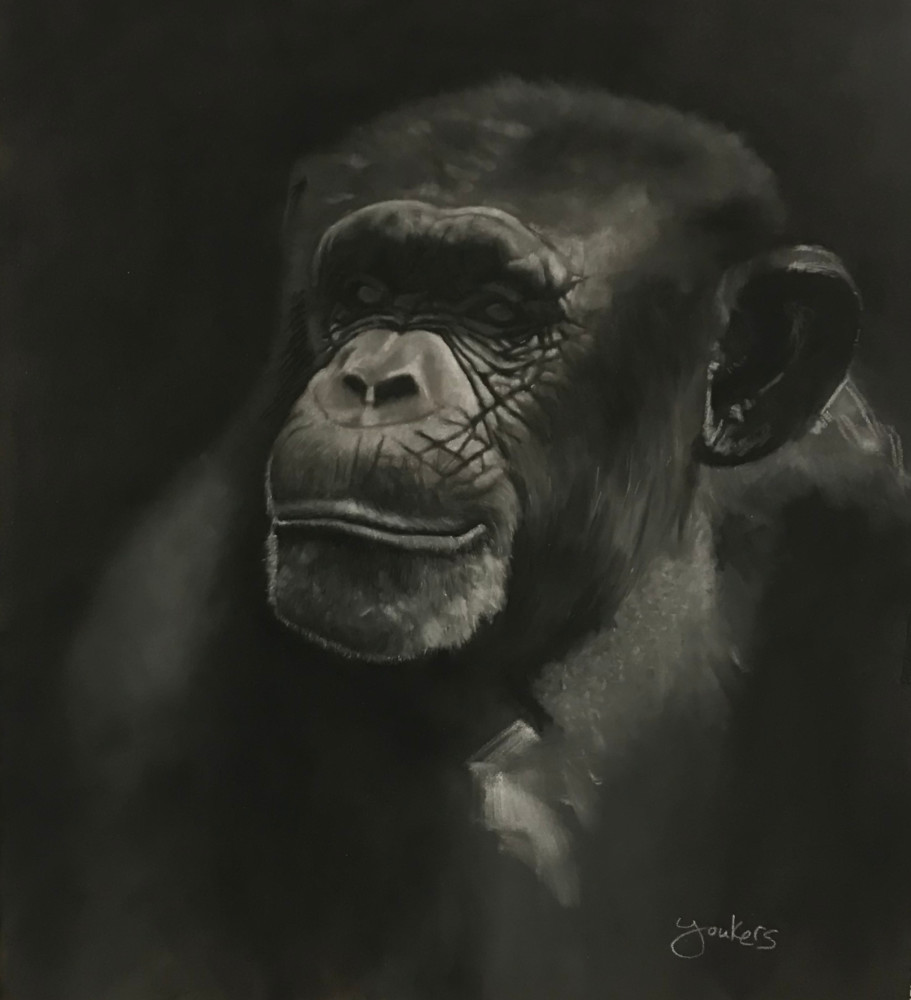 Chimpy Art | Dane Youkers Fine Art
