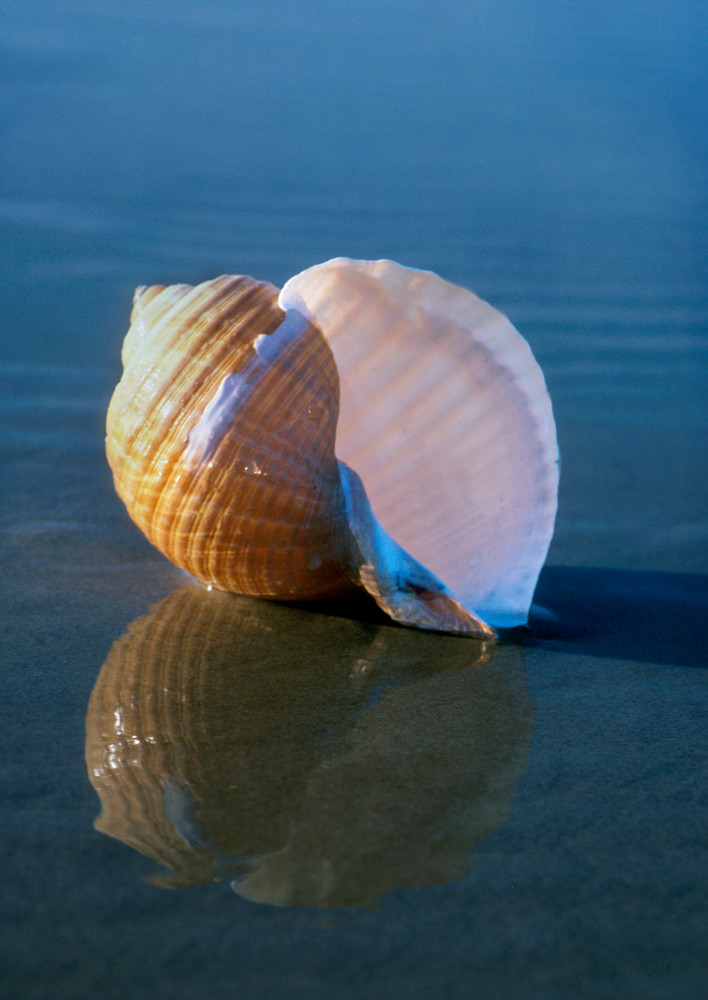 Tun Sea Shell by Ruth Burke Art