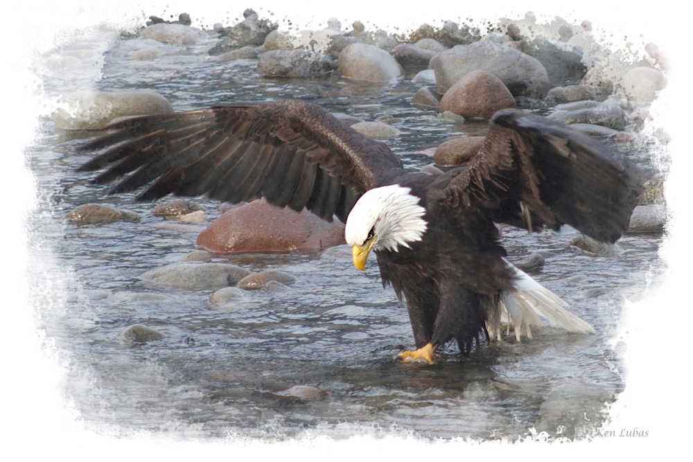 Salmon In Sight Photography Art | Art Beyond Control
