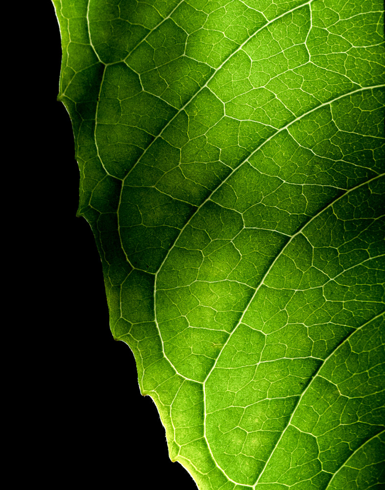 Leaf The Light On Photography Art | CSY Photography