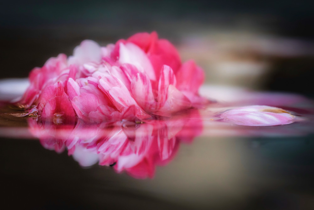 Bathed In Pink Photography Art | CSY Photography