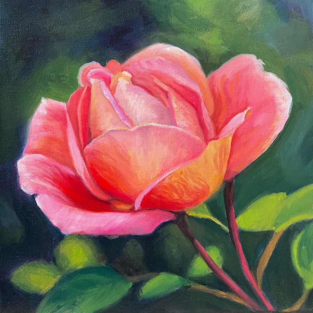 Pink Peace Rose Art | Jennifer Zardavets Art
