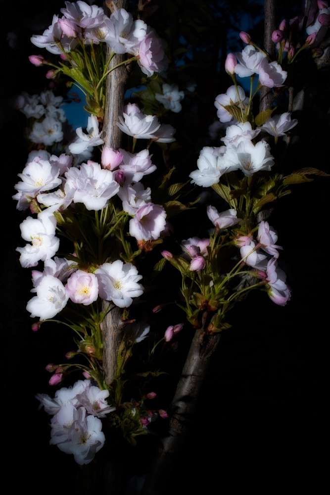 The Lights Of Spring Art | Martin Geddes Photography