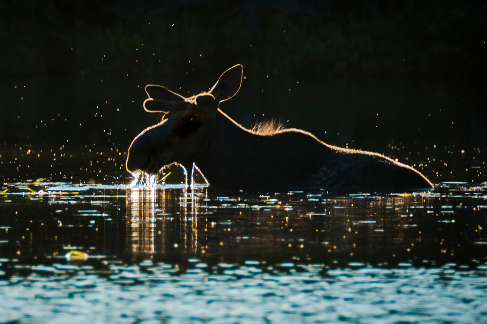 Glowing Bull Photography Art | Monteux Gallery
