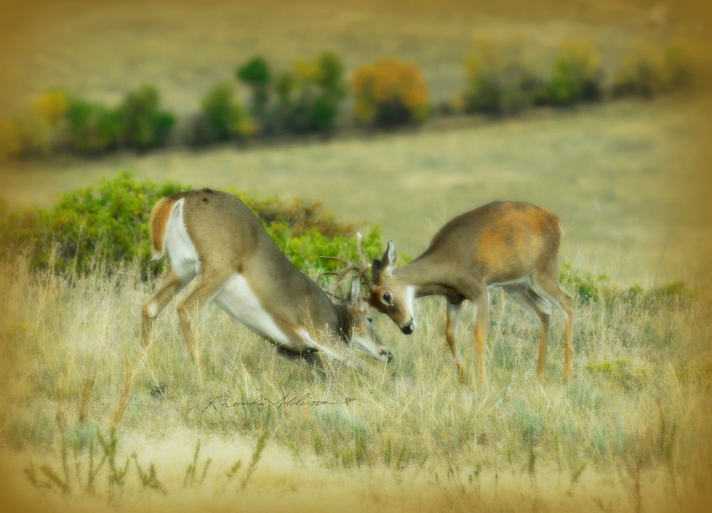 Bucks Rutting Photography Bucks Rutting Photography