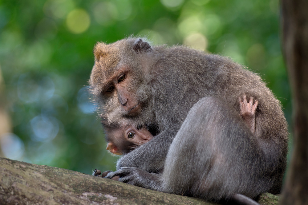 Cute macaque and baby nestled together in Bali.
