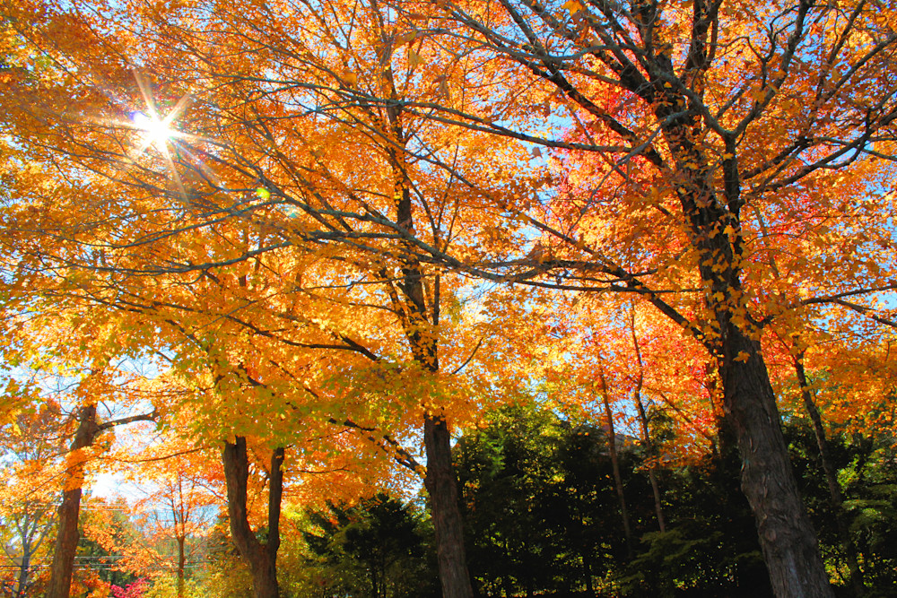 New England Fall Color Tree Artw Sun Rays1 Photography Art | PixByNic Photography LLC
