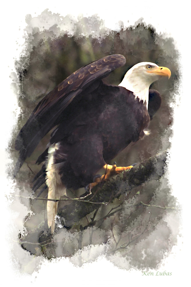 Wing Up12x18 Photography Art | Art Beyond Control