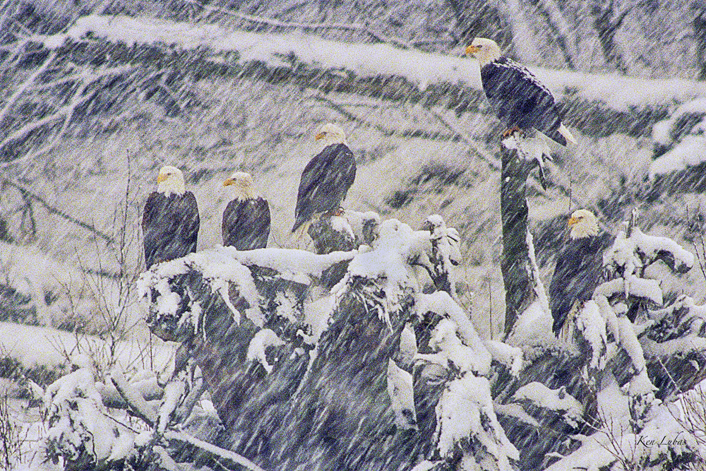 Waiting Out The Blizzard Photography Art | Art Beyond Control