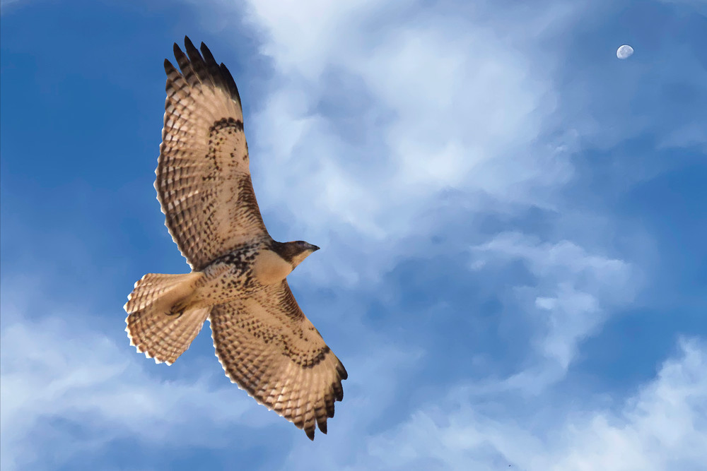 Fly Me To The Moon Photography Art | Art Beyond Control