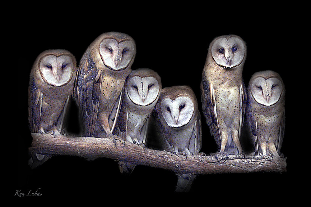 Barn Owls Photography Art | Art Beyond Control