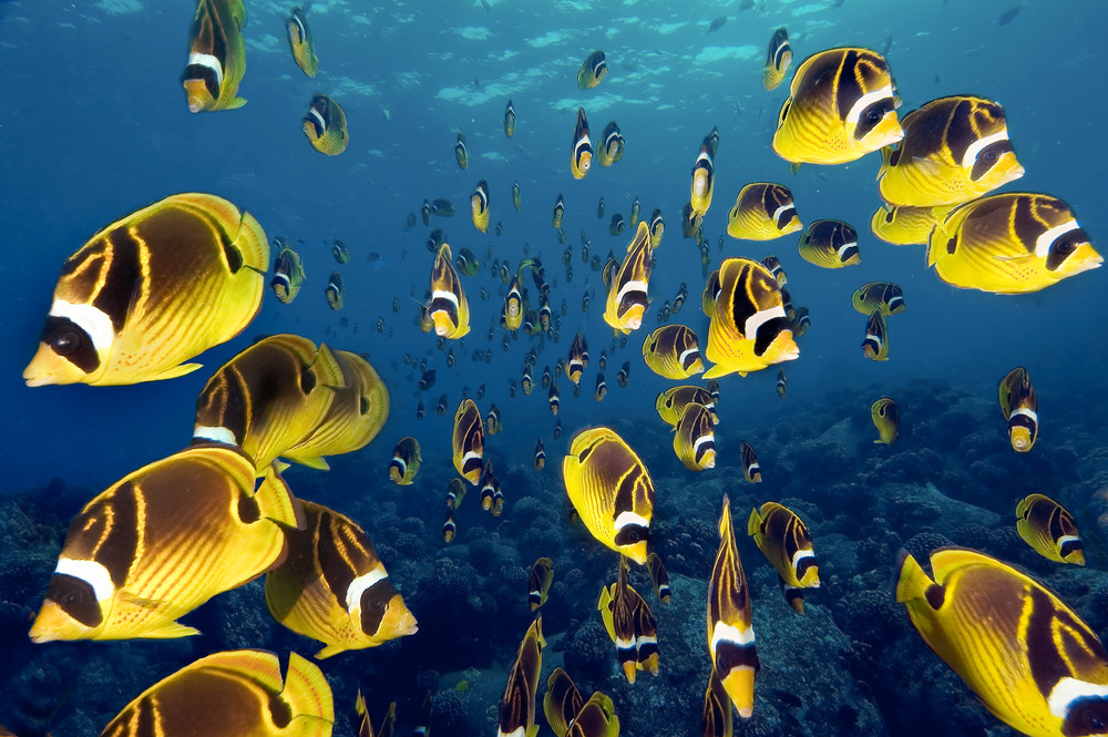 Amazing shot of a school of fish in Hawaii.