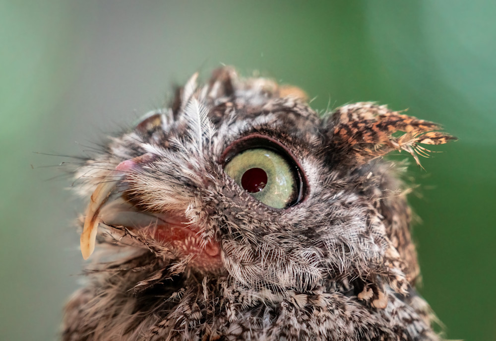 Scott Markowitz photography - best sellers - eastern screech owl