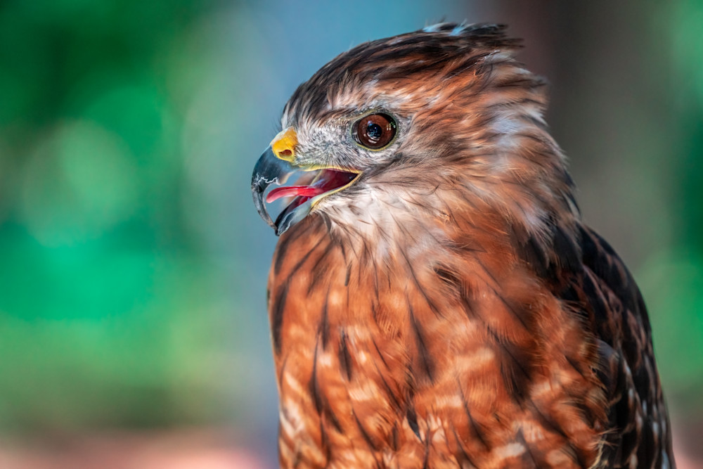 Scott Markowitz photography - best sellers - red shouldered hawk