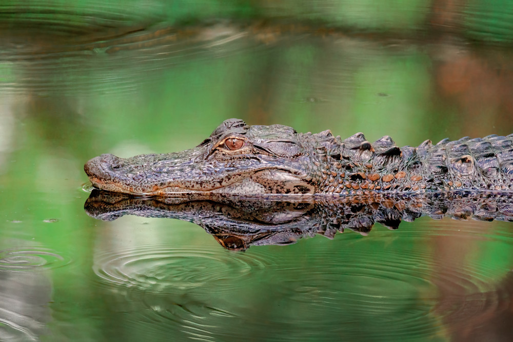 Scott Markowitz photography - best sellers - alligator pursuit