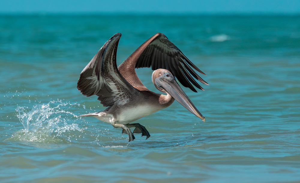 Scott Markowitz photography - best sellers - Pelican Takeoff