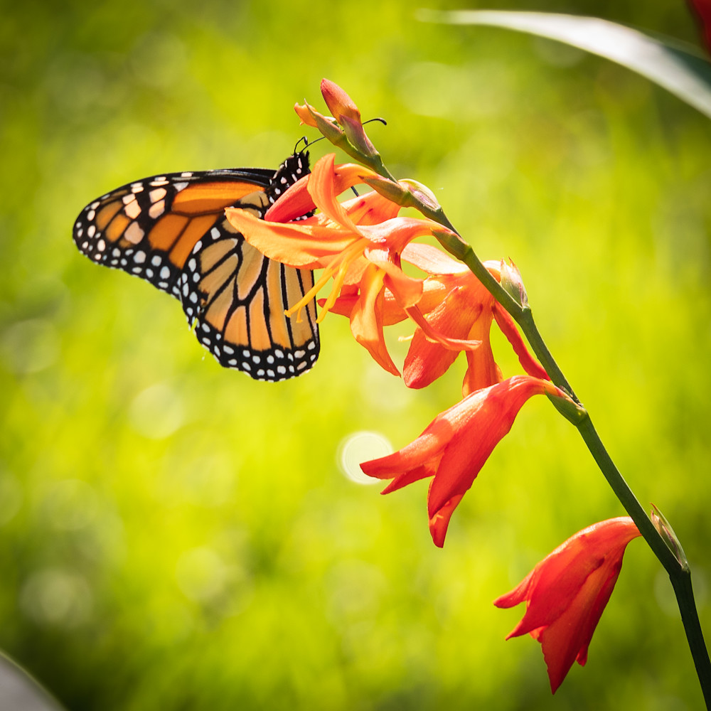 Wannabe Naturalist Monarch Butterfly on Red Flower | Eugene L Brill