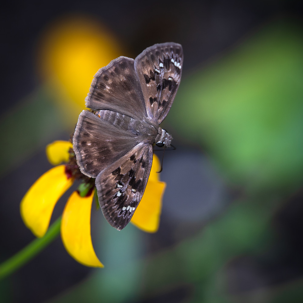 Wannabe Naturalist Pollinating Butterfly | Eugene L Brill