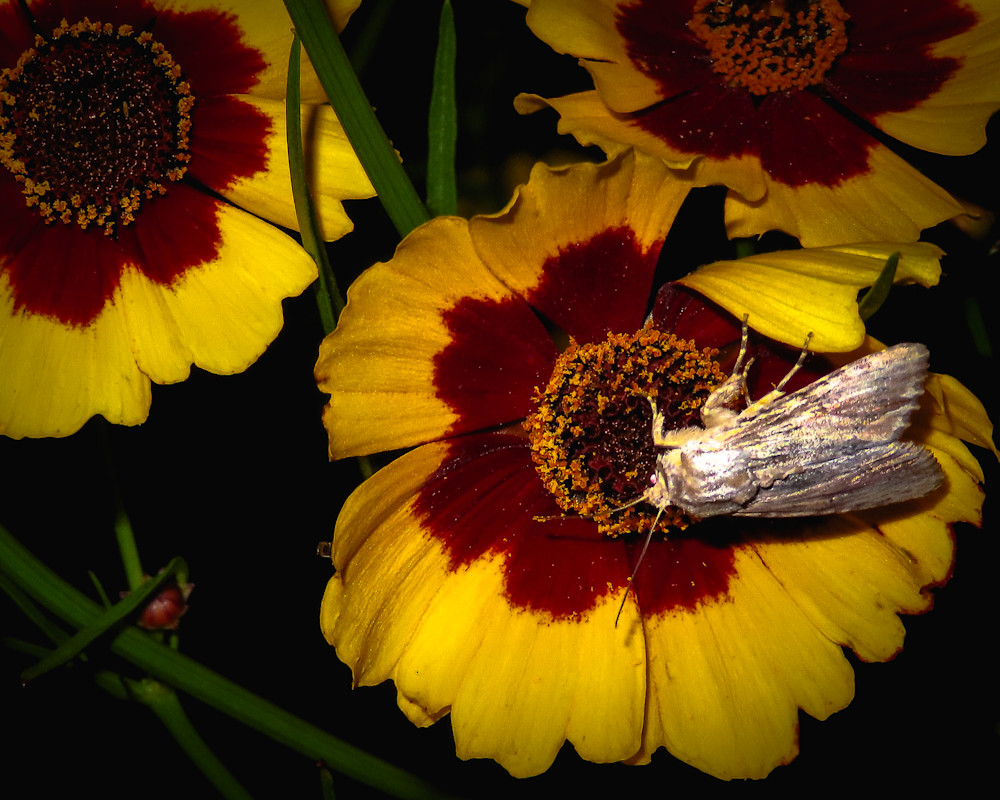 Wannabe Naturalist Moth at Night | Eugene L Brill