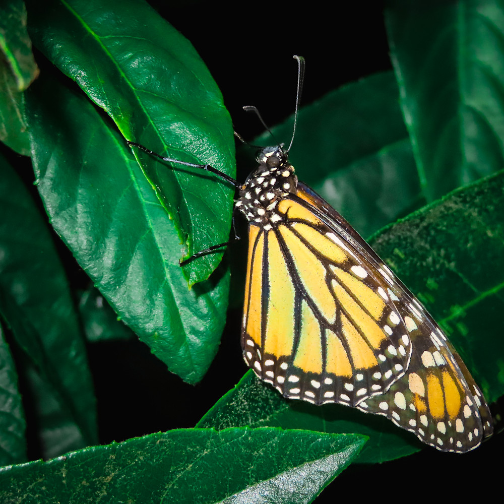 Wannabe Naturalist Beautiful Monarch Butterfly | Eugene L Brill