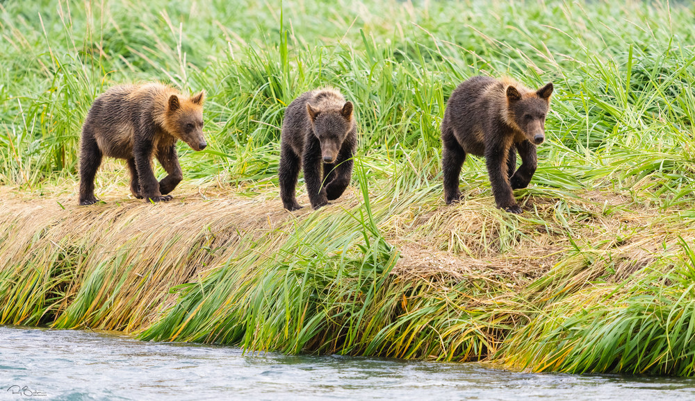 Brown Bear cubs walking on river bank.