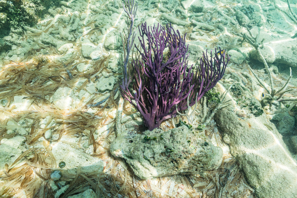 Underwater View Photography Art | kramkranphoto