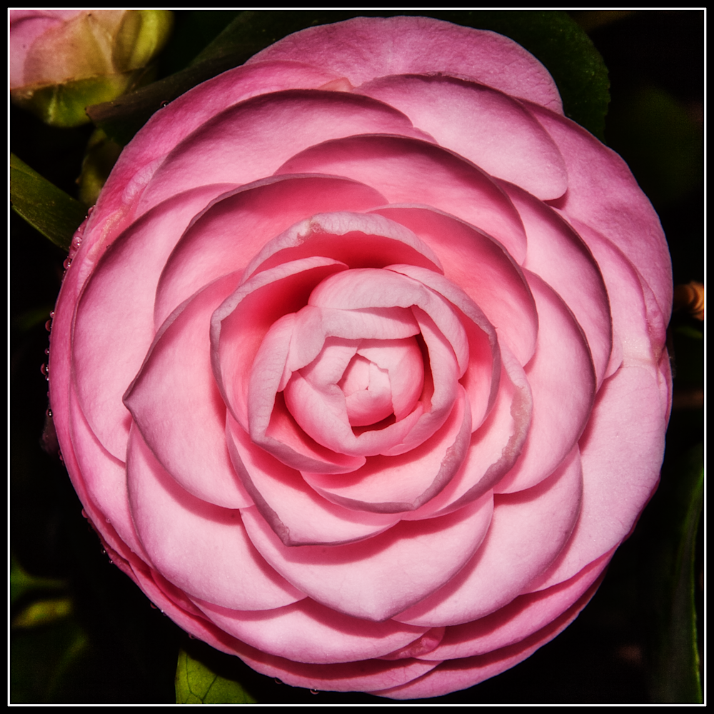 Pink Bloom Photography Art | 2430Studio