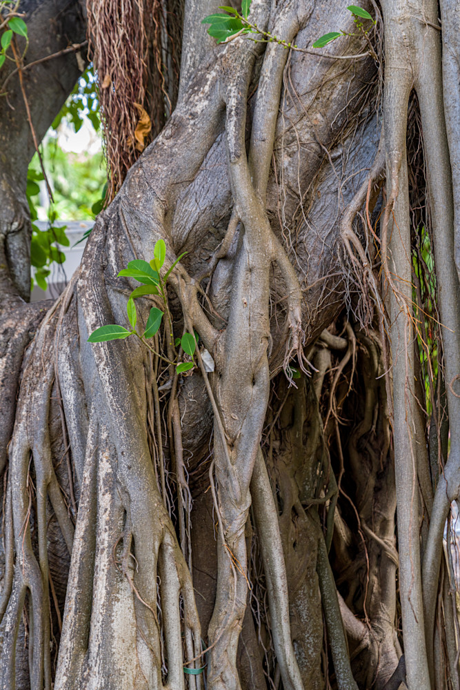 Banyan Tree Roots Photography Art | kramkranphoto