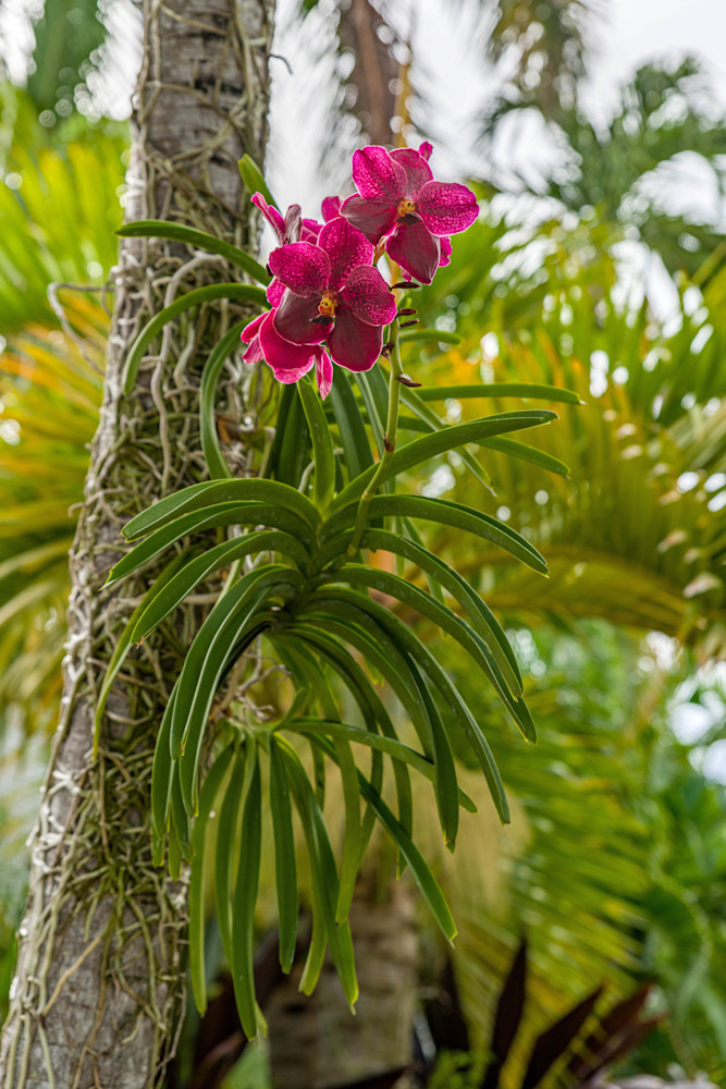 Orchids Are Tropical Plants Photography Art | kramkranphoto