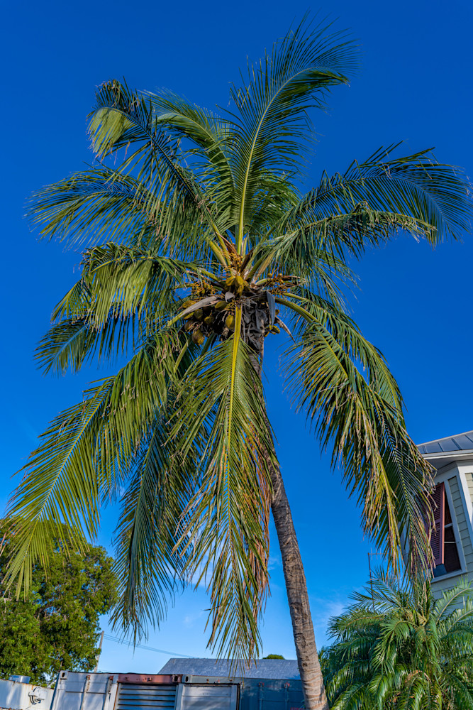 Coconut Palm (Cocos Nucifera) Photography Art | kramkranphoto