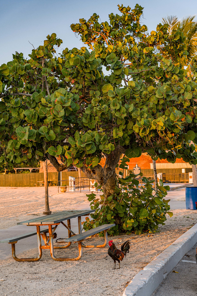 Roosters And Chickens In Key West Photography Art | kramkranphoto